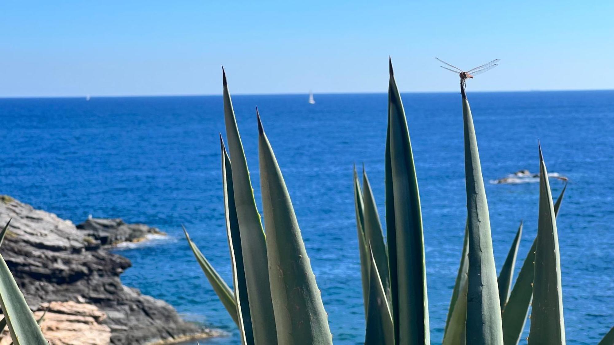 Punta Prima - Sun & Beach & Golf & Bike - Spanish South-Facing Terrace Apartment - La Recoleta - By The Sea Torrevieja Esterno foto